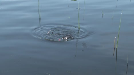 person reeling in fish from a boat in lake