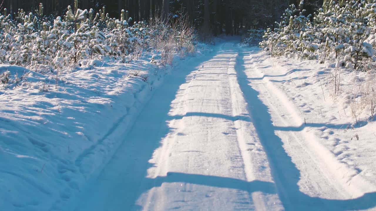 숲의 눈 덮인 길