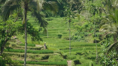 Aerial-View-of-Tourist-Walking-In-Balinese-Rice-Terraced-Field,-Beautiful-Green-Rice-Terraces-in-Ubud,-Bali-Indonesia