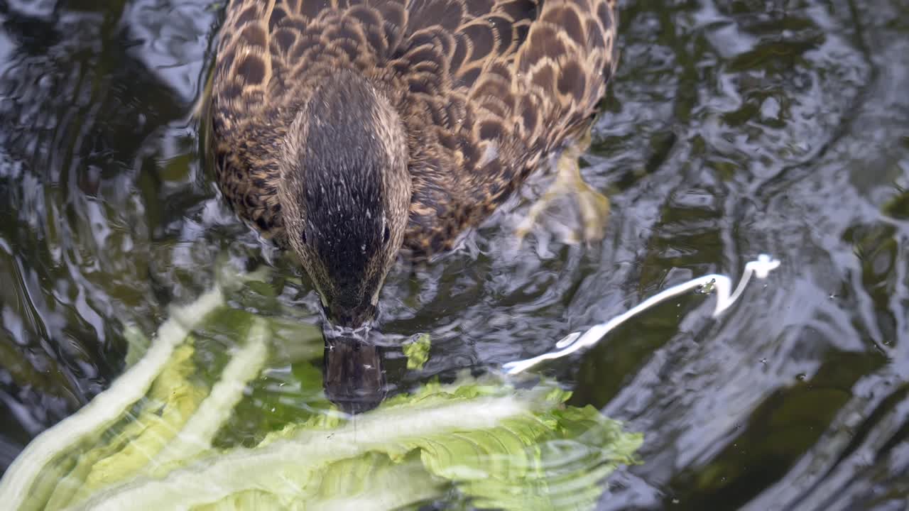 Primo piano di un'anatra selvatica che mangia insalata in un lago di giorno.