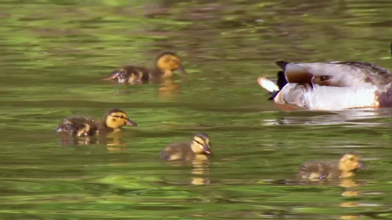 청둥오리 오리와 아기 병아리가 북미의 보호된 습지 지역에서 수영합니다.