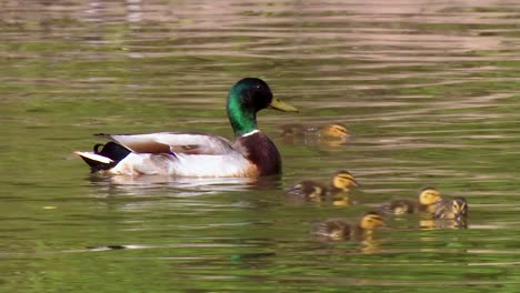 Eine-Stockente-Und-Küken-Schwimmen-In-Einem-Geschützten-Feuchtgebiet-In-Nordamerika