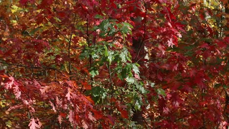 Autumn leaf colour. England. UK