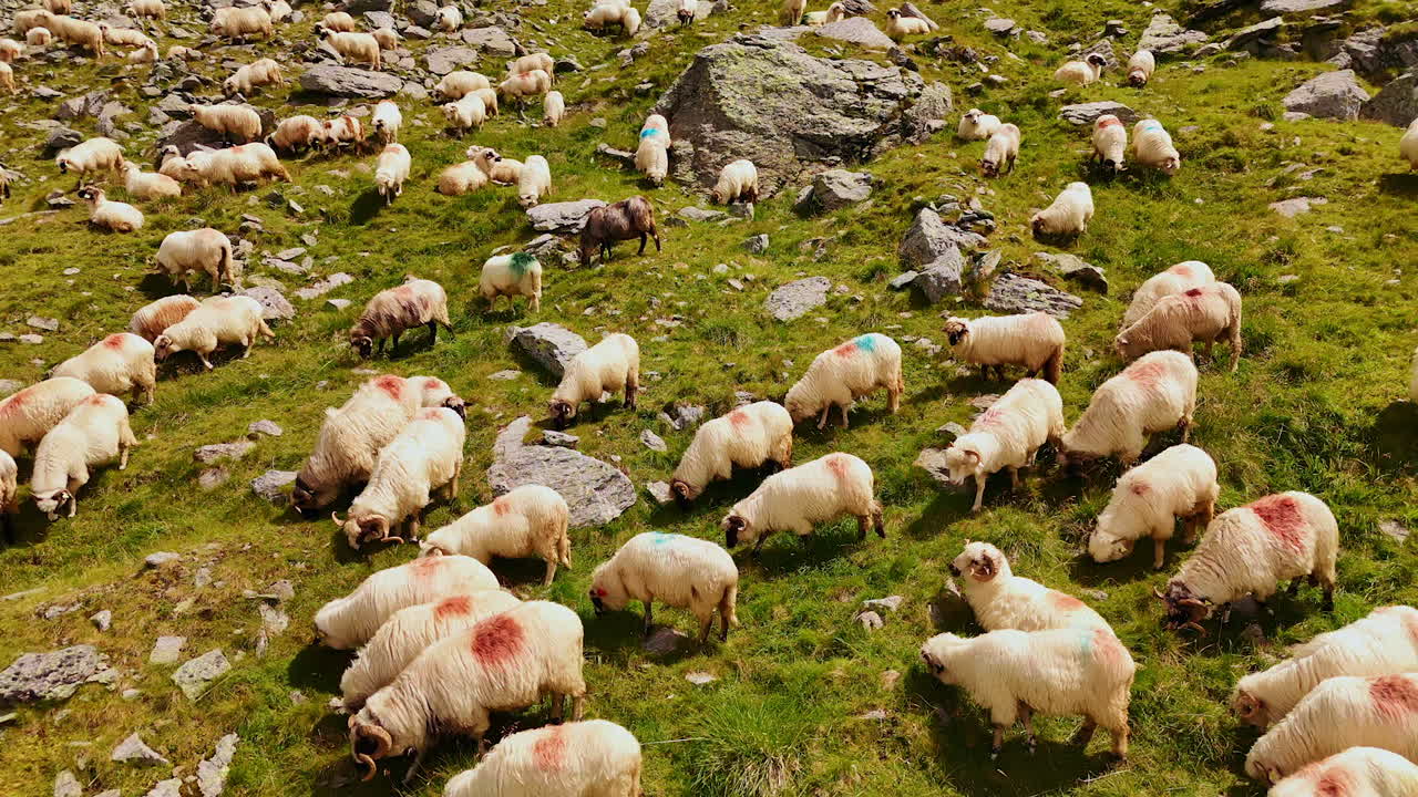 Pecore su una verde collina estiva. Un gregge di pecore vaga liberamente su una lussureggiante collina verde costellata di rocce sotto la luce del sole estivo