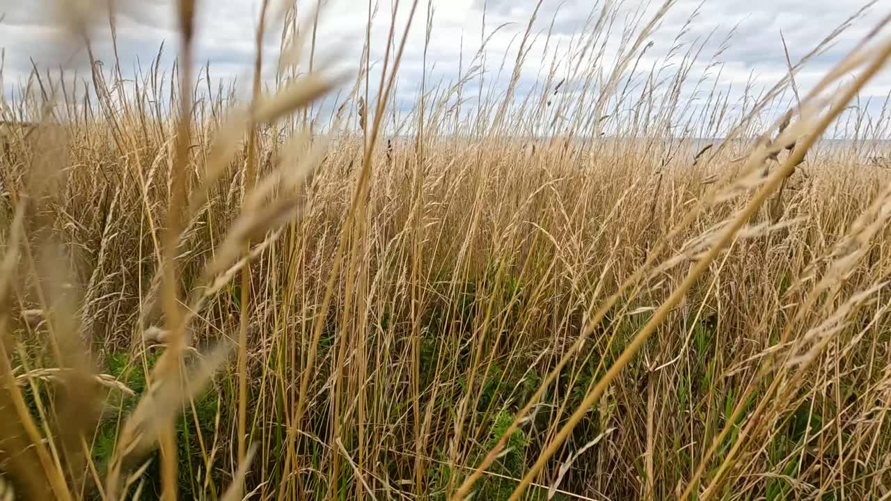 Golden wheat grass sways in the wind under a cloudy sky, captured with gentle camera movement at ground level in a rural field
