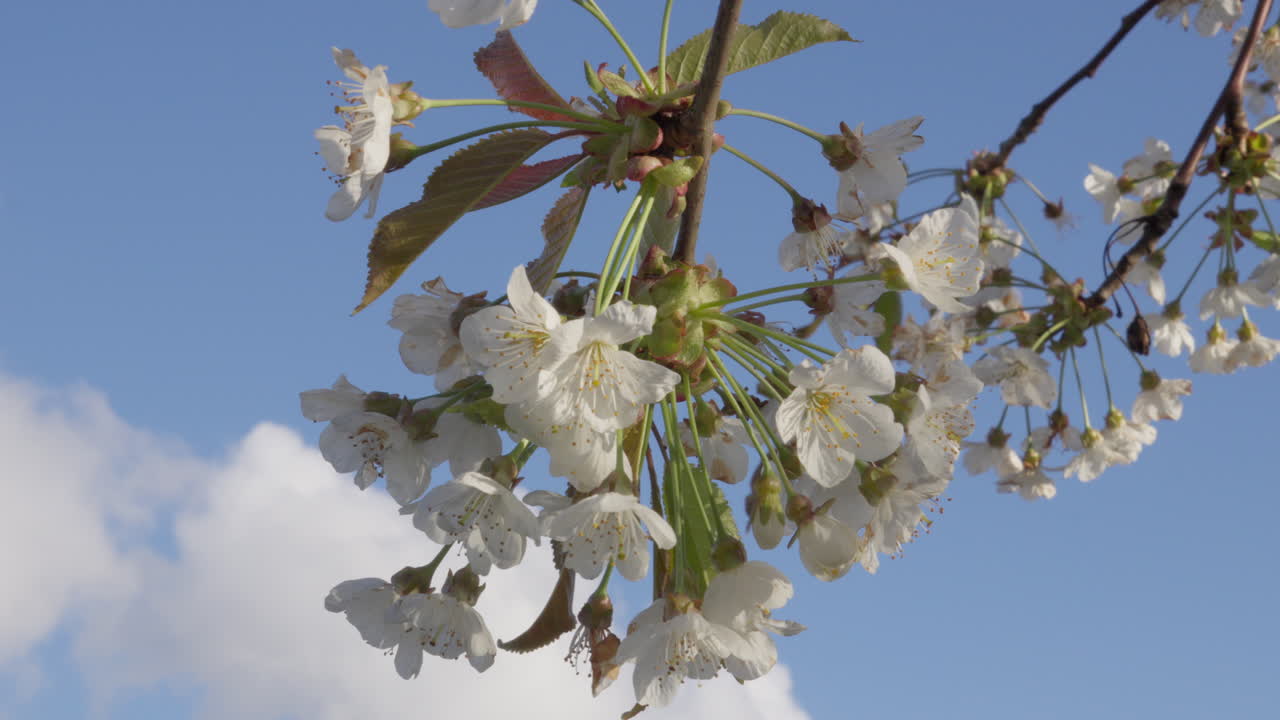 las flores de cerezo en flor contra un fondo de cielo azul