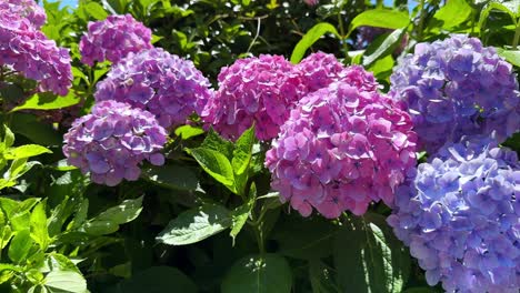 Flores-De-Hortensias-De-Color-Rosa-Y-Morado-Vibrantes-En-Plena-Floración-En-Un-Día-Soleado