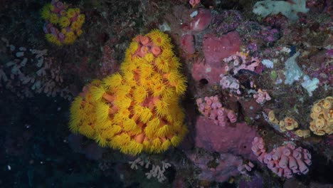 array of yellow daisy corals on steep coral wall in the tropics