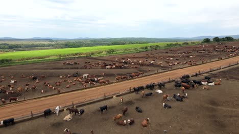 Luftaufnahme-Einer-Rinderfarm,-Die-Den-Organisierten-Und-Effizienten-Betrieb-Einer-Rinderzuchtanlage-Zeigt