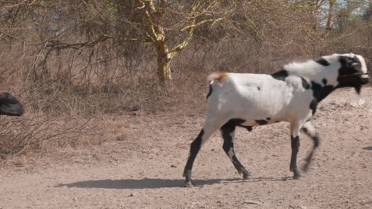 primer plano de un rebaño mixto de ovejas y cabras pasando por un camino de tierra