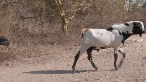 Primer-Plano-De-Un-Rebaño-Mixto-De-Ovejas-Y-Cabras-Pasando-Por-Un-Camino-De-Tierra