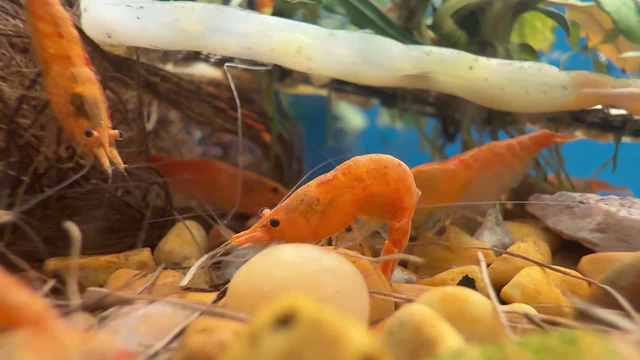 Horizontal 4K slow motion of vibrant cherry shrimp (Neocaridina) in aquarium, shot on iPhone 16 Pro Max. Smooth right-to-left pan reveals peaceful freshwater aquatic life. 60fps slowed to 24fps