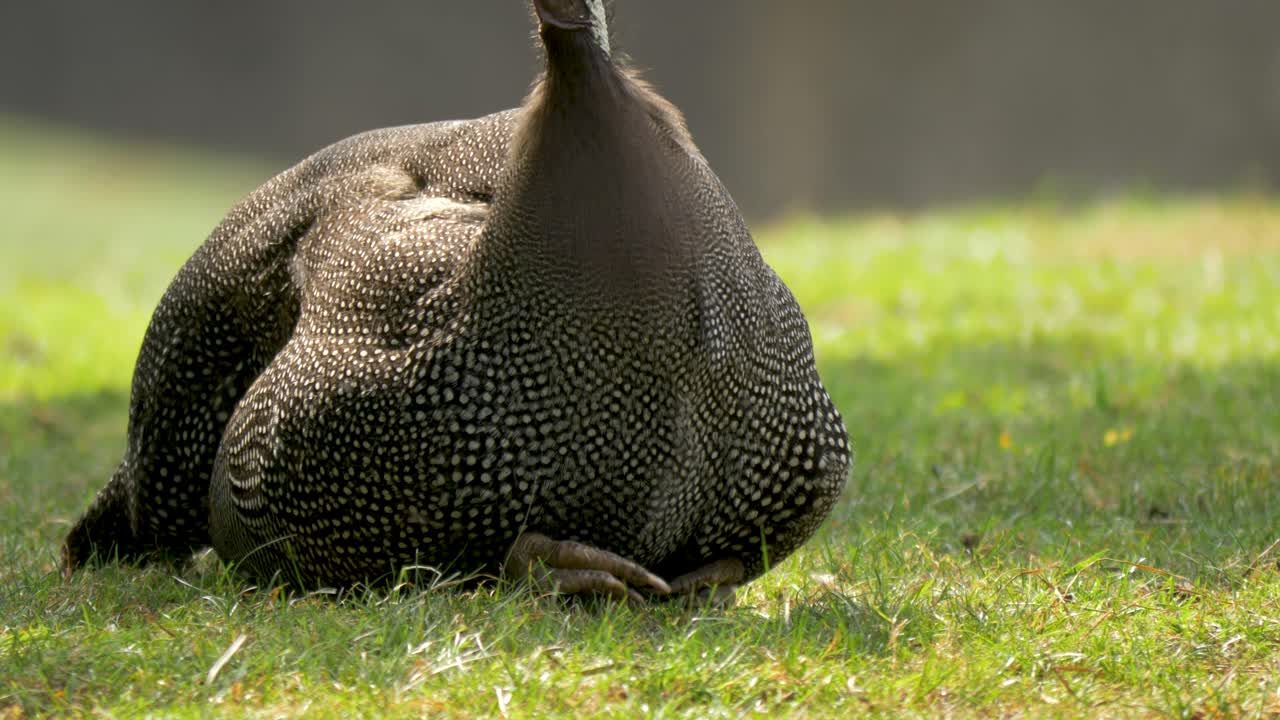 gallina de guinea con casco que usa su pico para alimentarse de las praderas del sur de áfrica