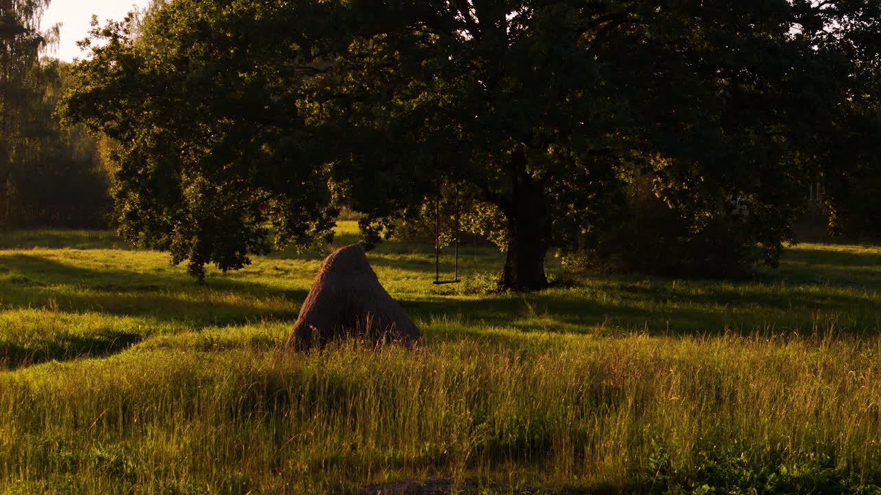 Iconic oak tree with swing during golden hour, motion view