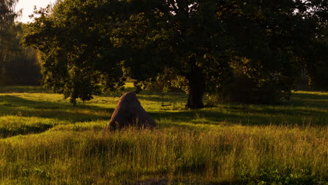 iconic oak tree with swing during golden hour, motion view