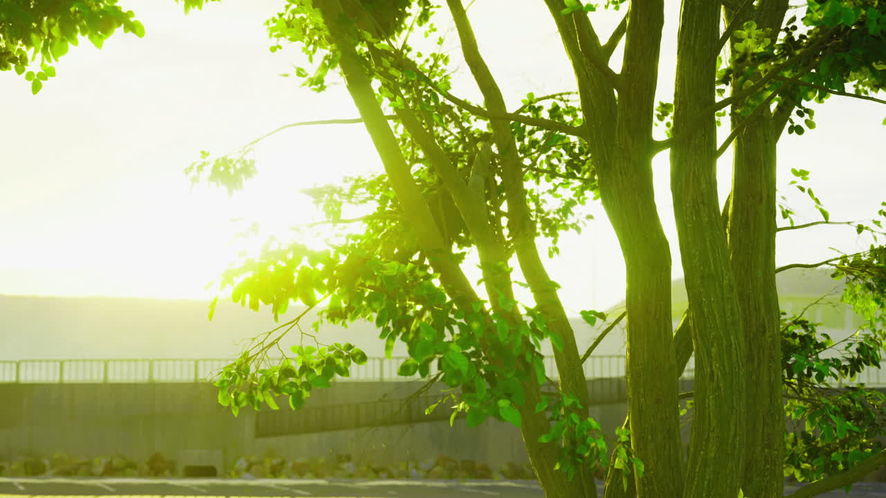 Sunlight filtering through green leaves near a tranquil lakeside setting