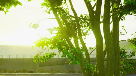 sunlight filtering through green leaves near a tranquil lakeside setting