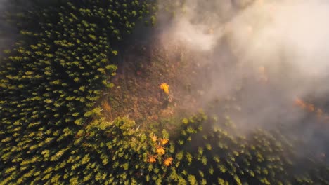 white clouds slowly moving between the green forest which are lit by the yellow sunlight on the karkonosze mountains in the czech republic
