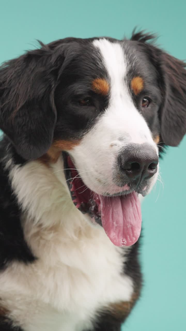 Portrait of a Bernese Mountain Dog