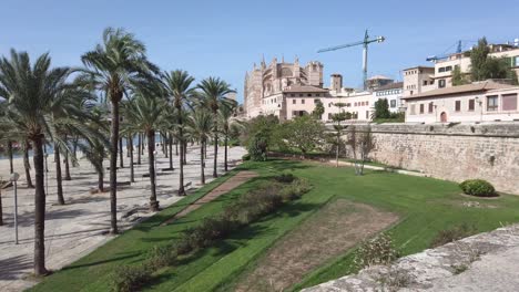 cathedral of palma de mallorca built in a catalan gothic style, wide point of view with palm trees on the foreground