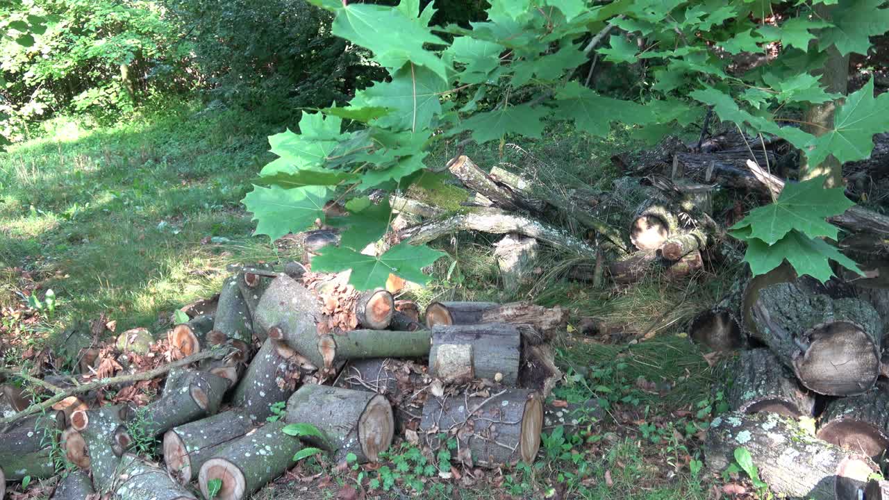 숲의 가장자리에 있는 나무 어리