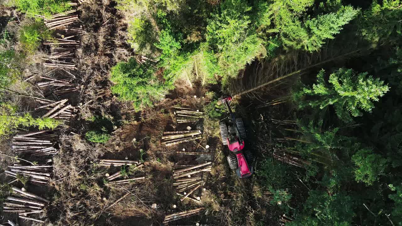 vista de arriba hacia abajo del equipo de tala en acción en el bosque - bosque de abetos de procesamiento