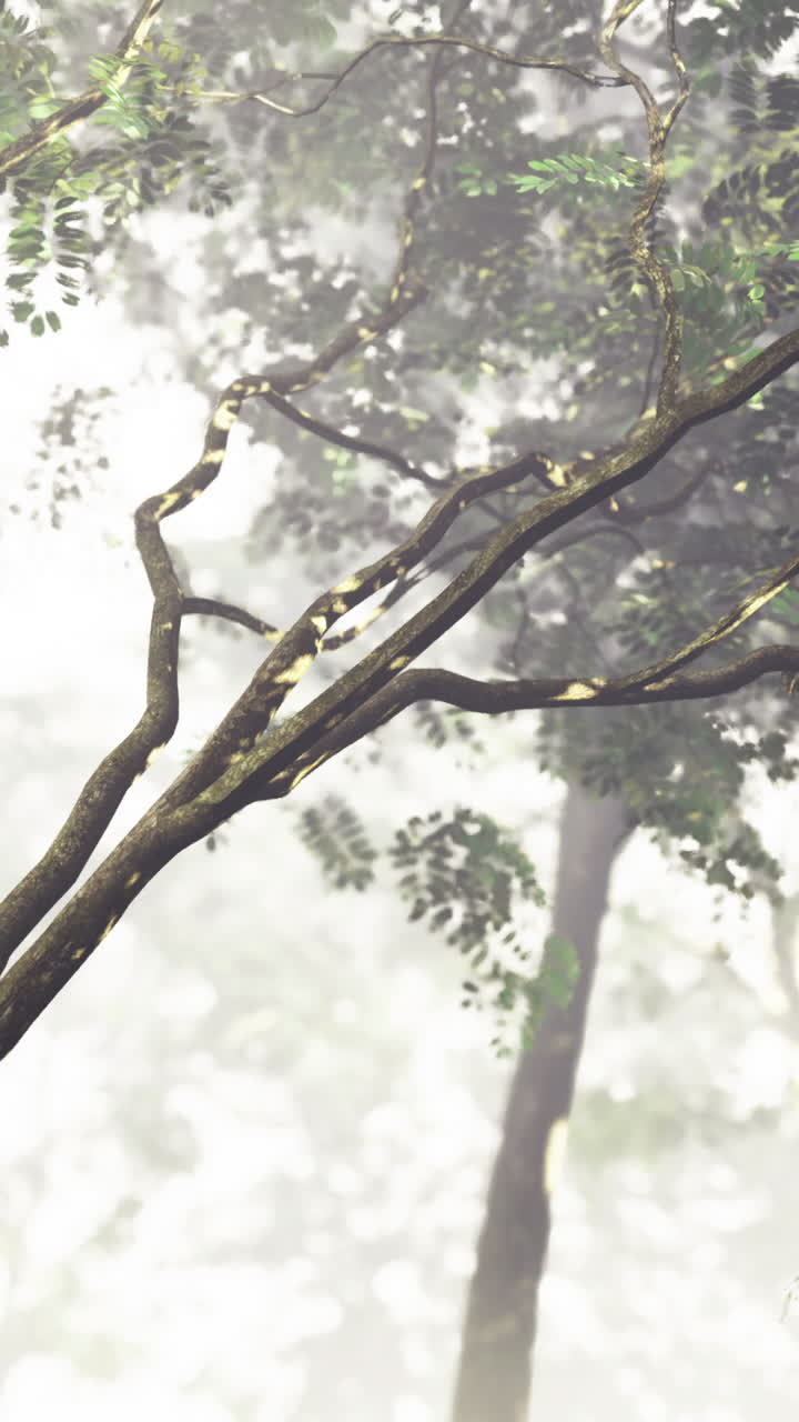 Misty forest with tall trees and vibrant foliage in tranquil nature setting