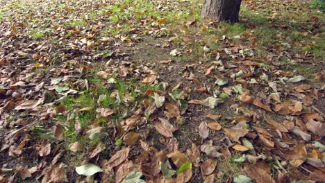 many autumn leaves on the ground