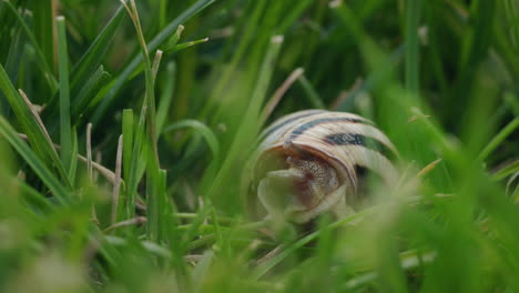 caracol en el césped