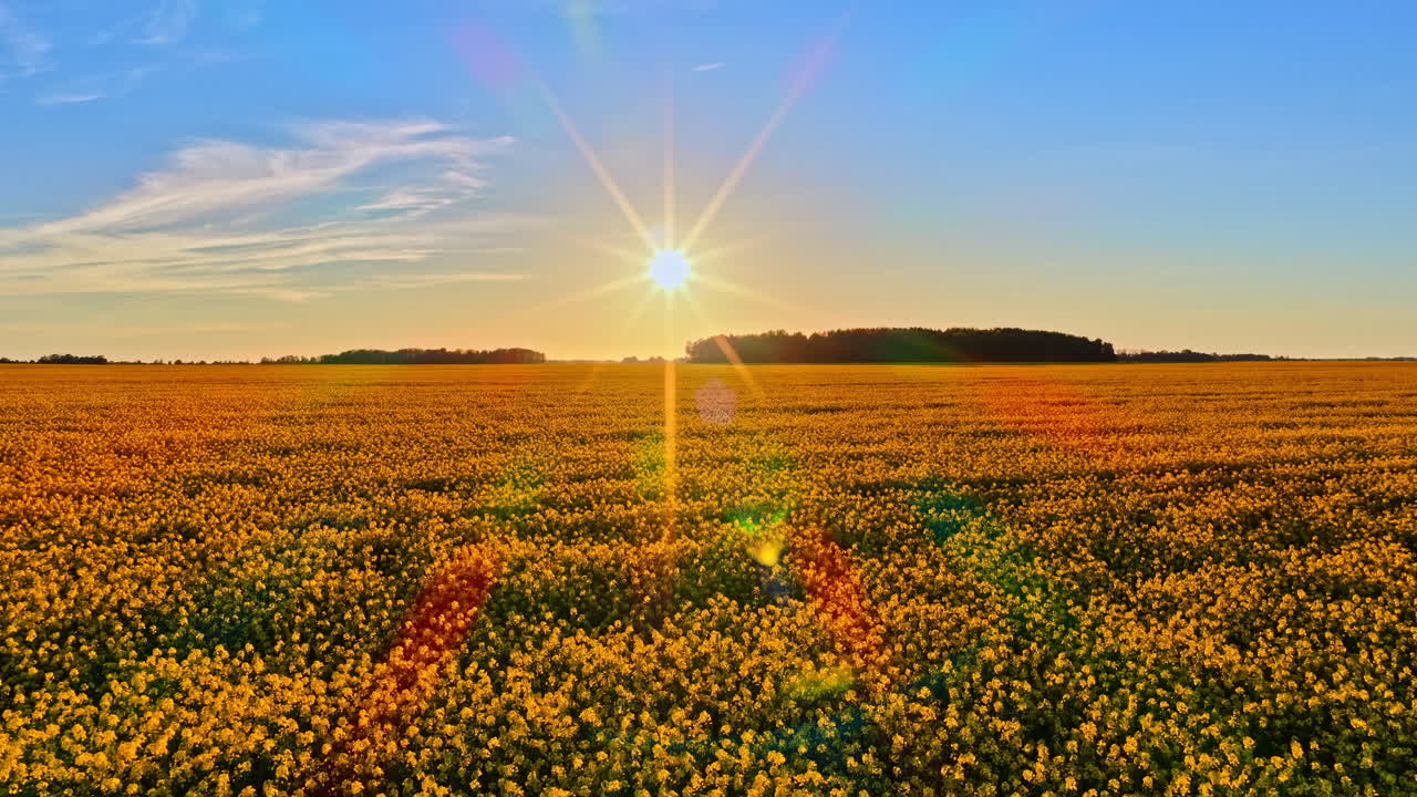 Beautiful sunrise and sunset moments illuminate a vast yellow field with warm golden light.