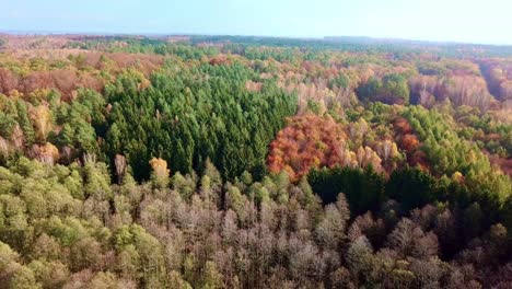 overhead top view of colorful trees in autumn