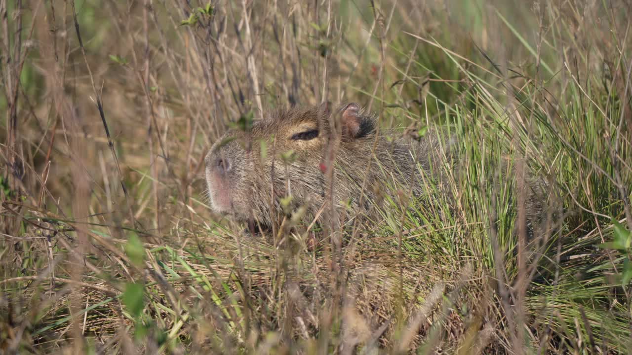 Capybara partially hidden in scrub and dry reeds, head turned angled out into the open through tall grass swaying in slow motion