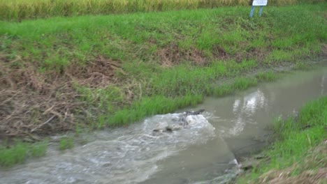 Monitor-lizard-is-running-at-small-river-to-escape