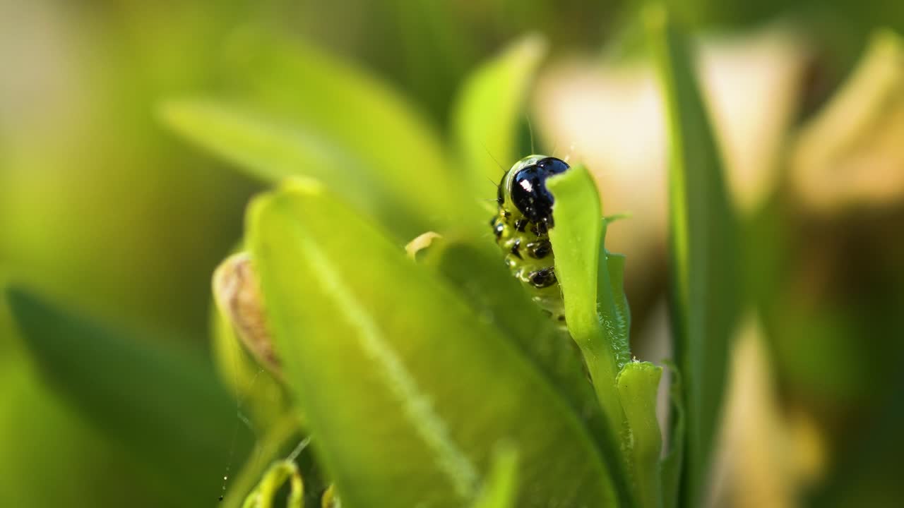 상자 나무 나방의 애벌레