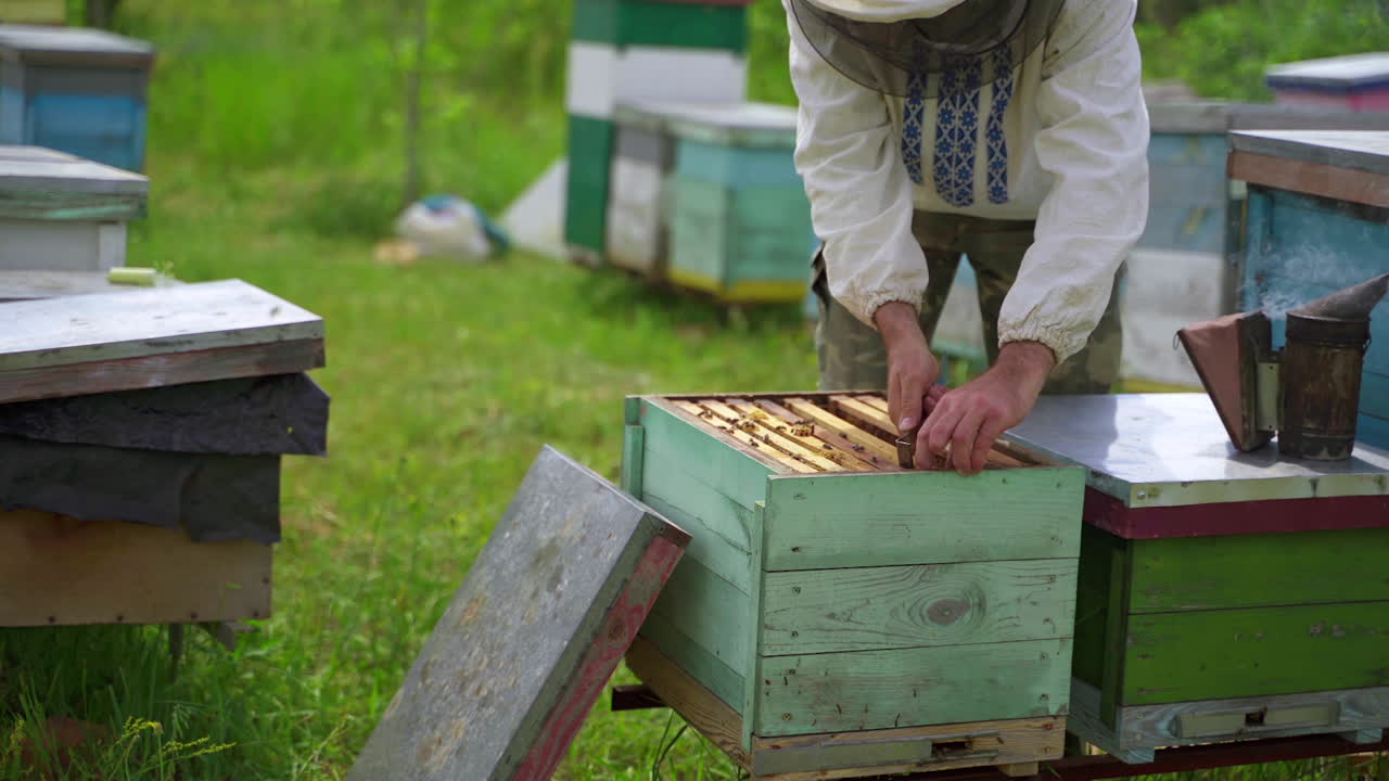 Farmer works on apiary. Male beekeeper inspecting bees in a beehive in summer. Production of healthy honey in apiary. Beekeeping concept.