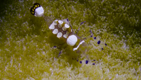 Durchsichtige-Garnelen-Auf-Der-Suche-Nach-Nahrung-An-Einer-Jungen-Anemone