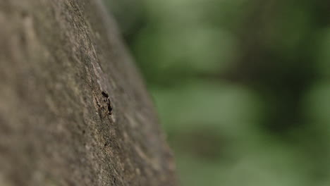 a flying ant hanging out on a log