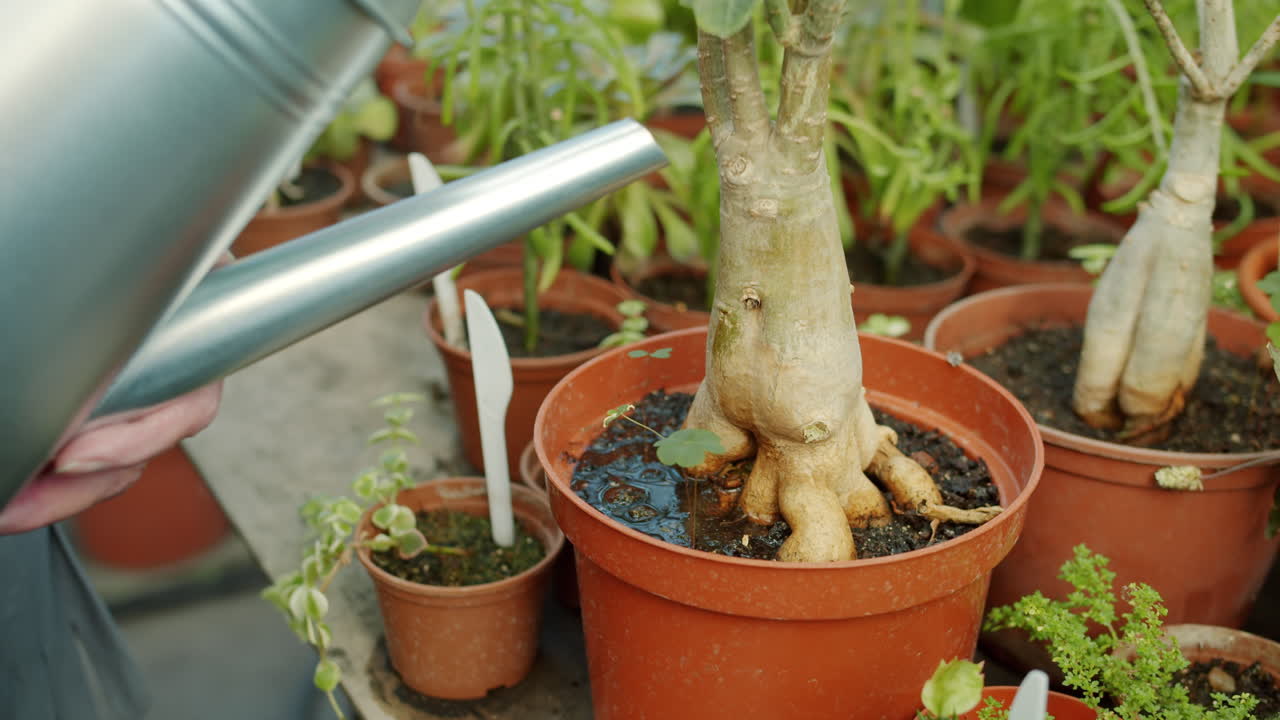 Watering Succulents in a Greenhouse