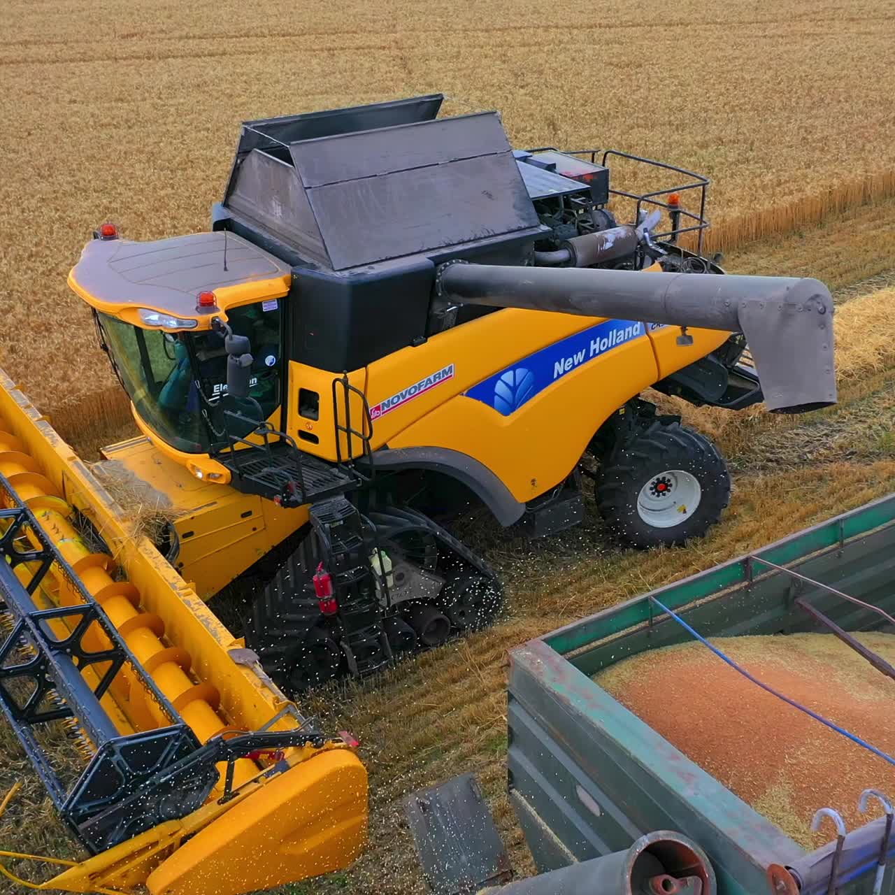 Combine harvester in action on wheat field. Harvesting is the process of gathering a ripe crop from the fields