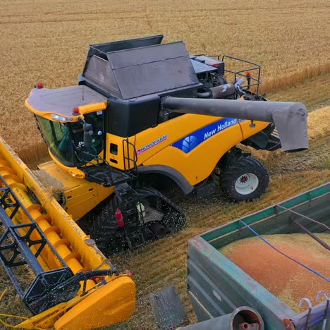 combine harvester in action on wheat field. harvesting is the process of gathering a ripe crop from the fields