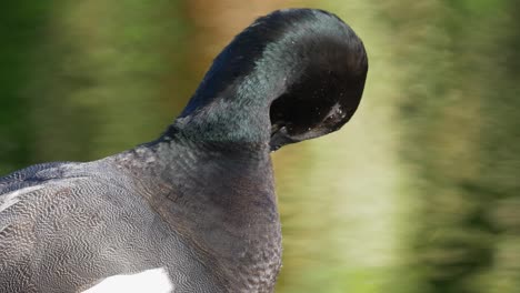 male paradise shelduck preening feathers extreme closeup