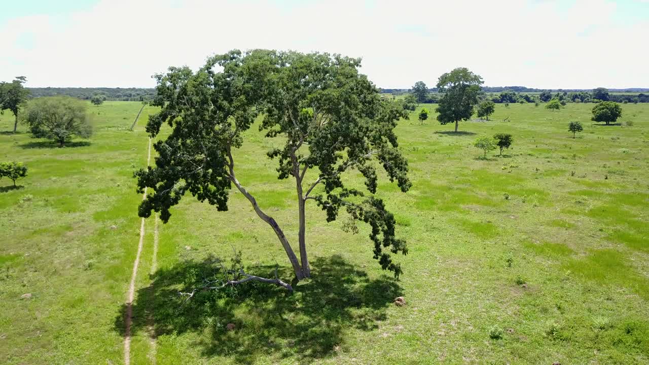 푸른 의 풍경에서 나무 위를 회전하는 공중 영상. 드론 4k 클립