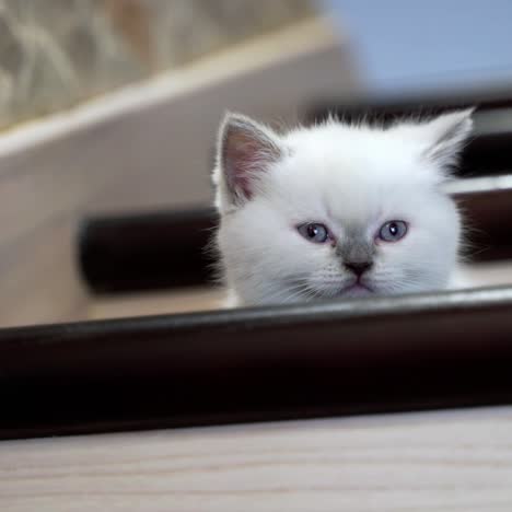 young kitten on stairs