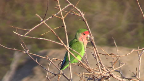 one single rosy-faced lovebird on a twig, changing position left to right, medium shot