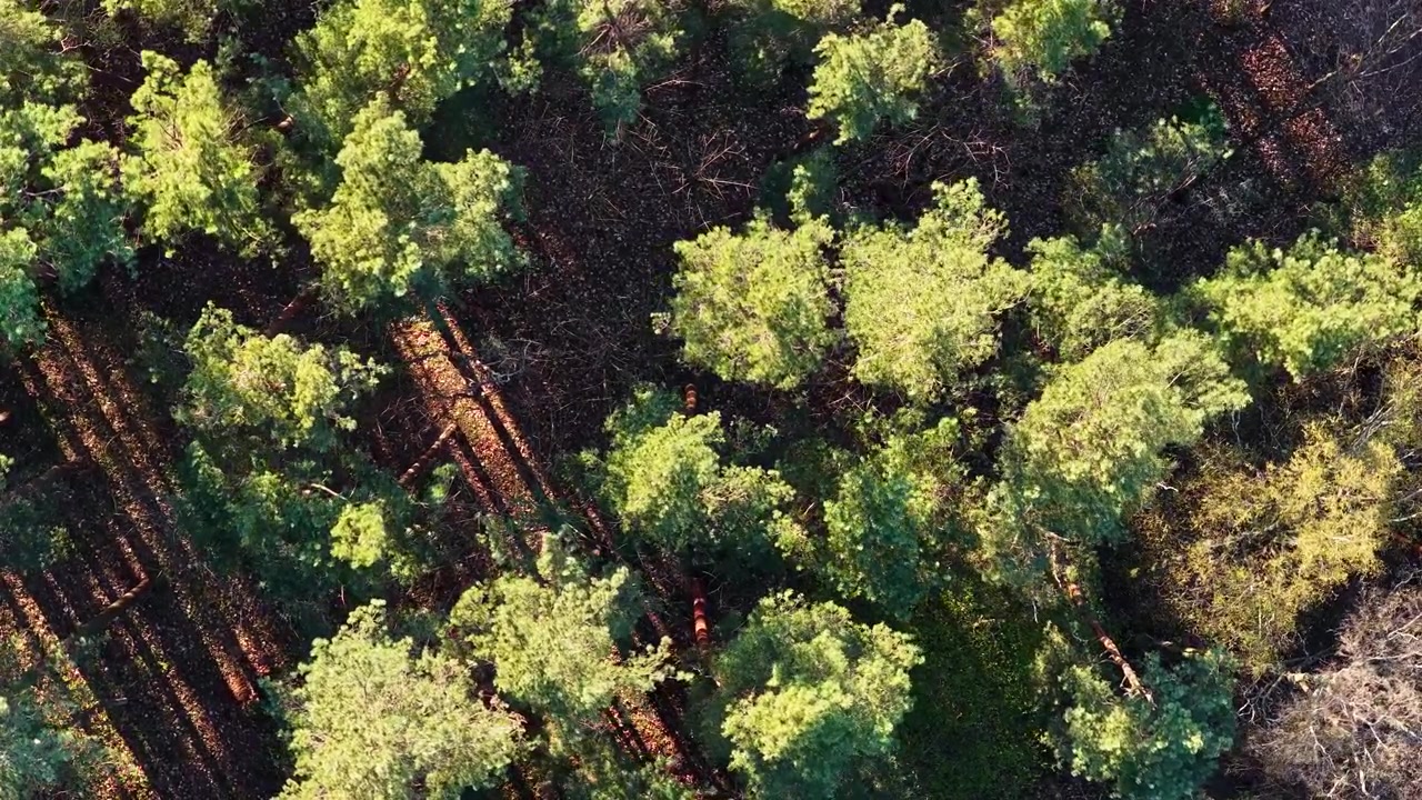 Floresta densa de coníferas durante uma hora dourada ensolarada em vista aérea de cima para baixo.
