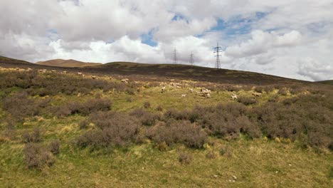 Aerial-slider-view-of-startled-sheep-families-in-southern-New-Zealand-mountains