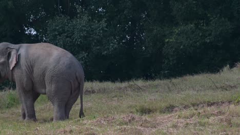 Seen-from-its-back-then-moves-out-of-the-frame-towards-the-left,-Indian-Elephant-Elephas-maximus-indicus,-Thailand