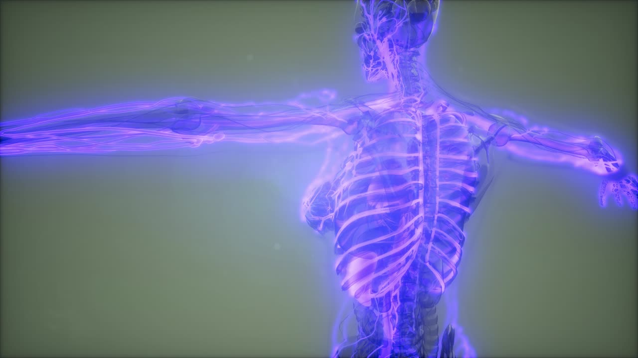 vasos sanguíneos del cuerpo humano