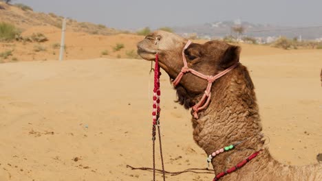 pet camel chewing action at desert at day from flat angle