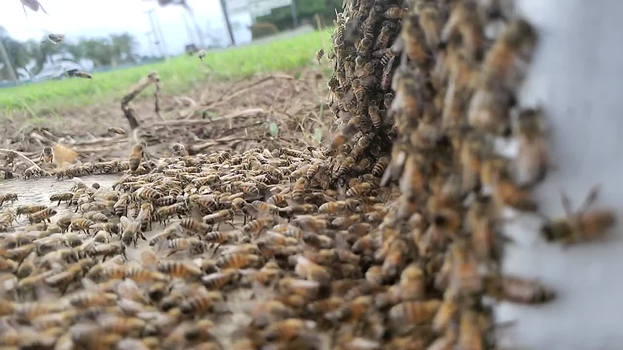 A large swarm of honey bees buzzing and moving into a new hive box near a busy street in slow motion hd 1080p 30p